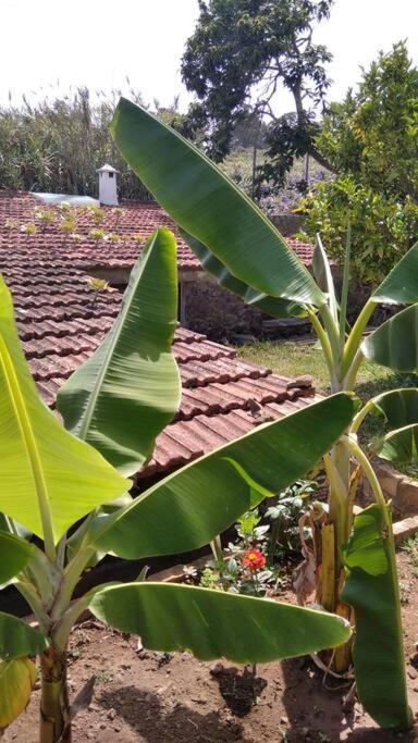 Rural House To Take A Break, La Serreria 25 - Private Garden Tacoronte Exterior foto